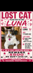 Lost Male Cat last seen Elverta and Watt, Antelope, CA 95843