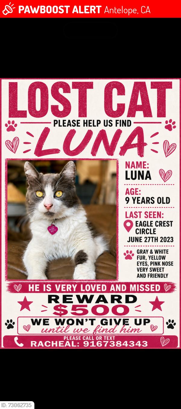 Lost Male Cat last seen Elverta and Watt, Antelope, CA 95843