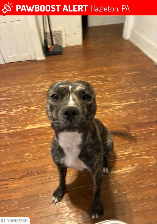 Lost Female Dog last seen N james hazleton, Hazleton, PA 18201