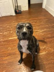 Lost Female Dog last seen N james hazleton, Hazleton, PA 18201