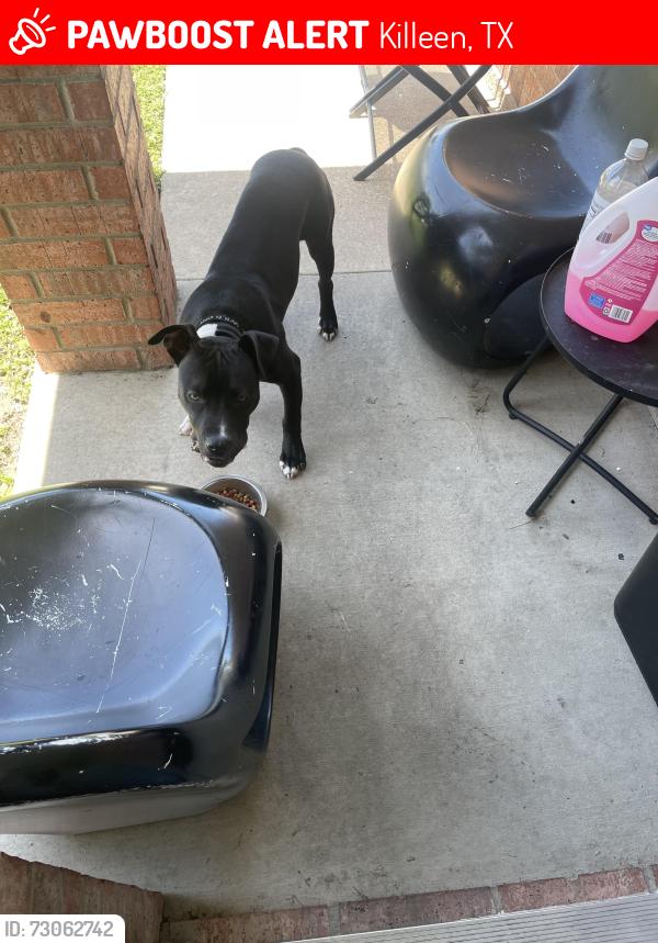 Lost Male Dog last seen Florence st , ft good road , elms, Killeen, TX 76542