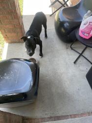 Lost Male Dog last seen Florence st , ft good road , elms, Killeen, TX 76542