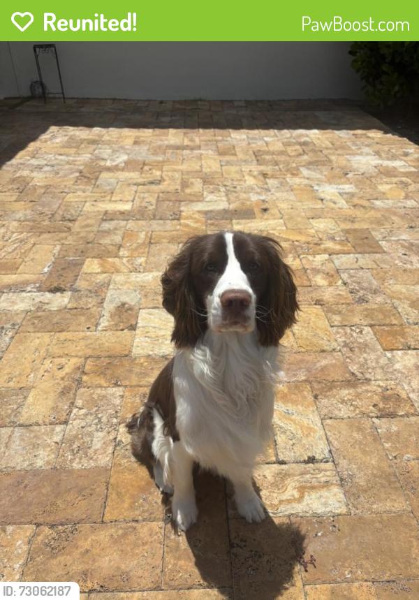 Reunited Male Dog last seen Griffin Rd, Southwest Ranches, FL, USA, Southwest Ranches, FL 33331