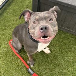 Shelter Stray Male Dog last seen , Animal Care & Control Team of Philly, 111 W Hunting Park Ave, Philadelphia, PA 19140, USA