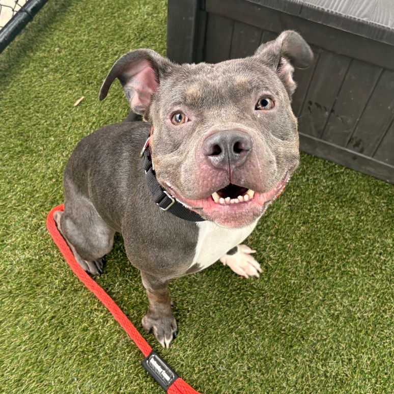 Shelter Stray Male Dog last seen , Animal Care & Control Team of Philly, 111 W Hunting Park Ave, Philadelphia, PA 19140, USA