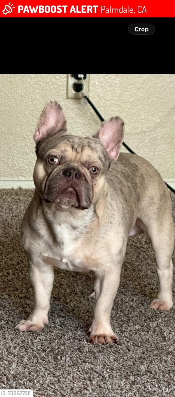 Lost Male Dog last seen Palmdale ca, Palmdale, CA 93550