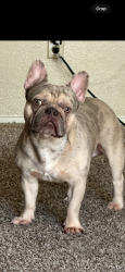 Lost Male Dog last seen Palmdale ca, Palmdale, CA 93550
