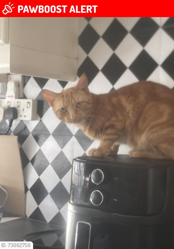 Lost Female Cat last seen Kingstanding, West Midlands, England B44