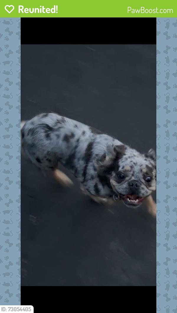 Reunited Unknown Dog last seen ramsgate ct X Morninghome Rd ( Danville), Danville, CA 94526