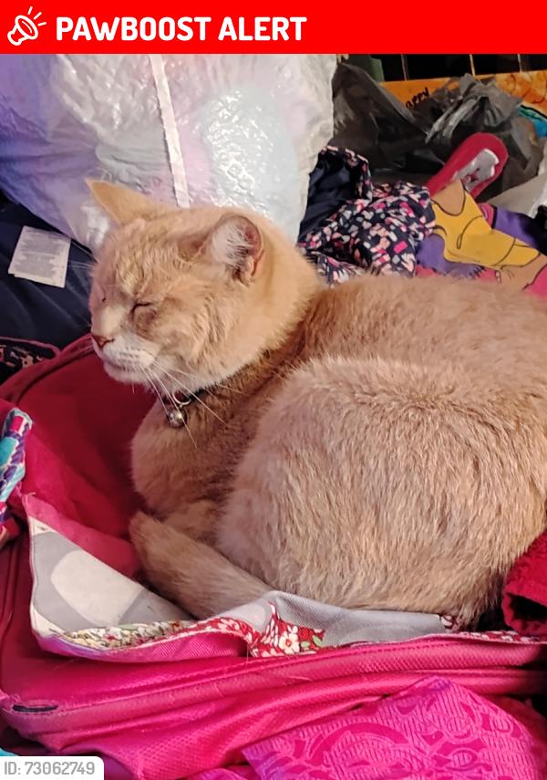 Lost Male Cat last seen Carol ct. Rd., Bonner-West Riverside, MT 59802
