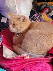 Lost Male Cat last seen Carol ct. Rd., Bonner-West Riverside, MT 59802