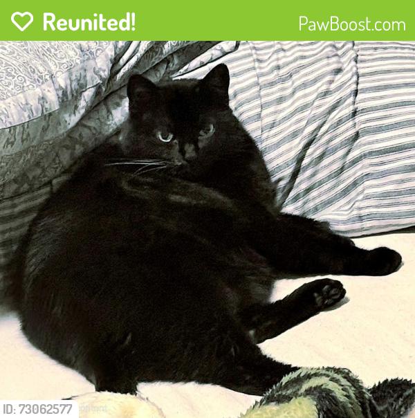 Reunited Female Cat last seen Donellan Dr. , Houston, TX 77088