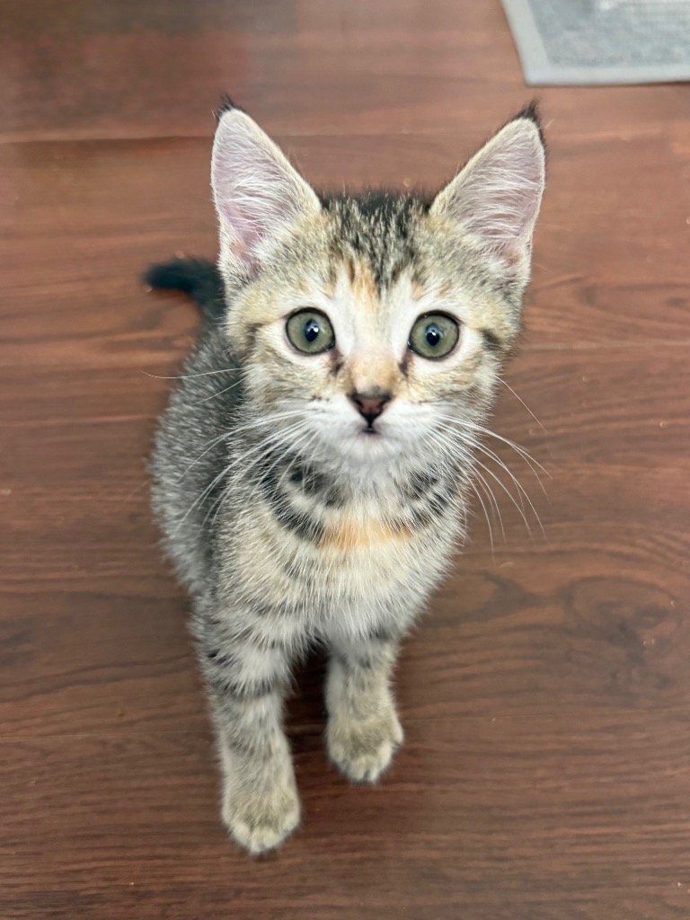 Shelter Stray Female Cat last seen Bexar County, 3353 Morningside Dr, New Braunfels, TX 78132, USA