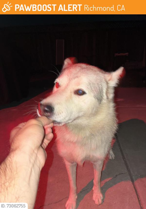 Found/Stray Female Dog last seen Near Gaynor Ave, Richmond, CA 94808