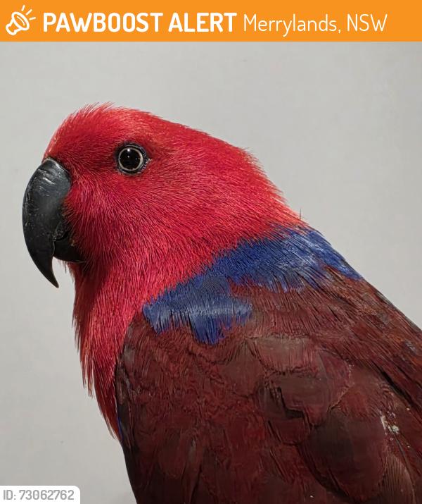 Found/Stray Female Bird last seen Merrylands, Merrylands, NSW 2160