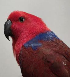 Found/Stray Female Bird last seen Merrylands, Merrylands, NSW 2160