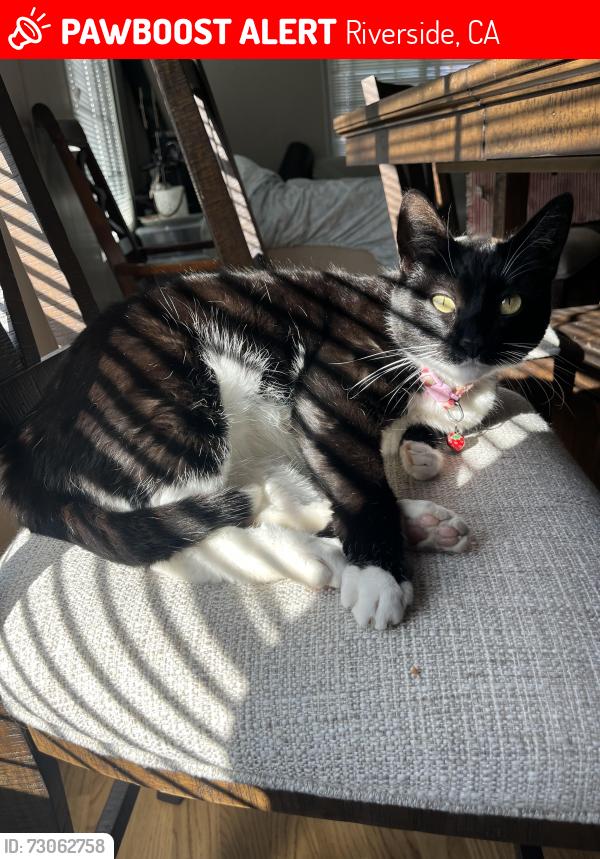 Lost Female Cat last seen Avenida Hacienda, Riverside, CA 92508