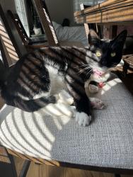 Lost Female Cat last seen Avenida Hacienda, Riverside, CA 92508