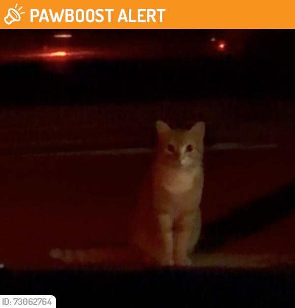Found/Stray Unknown Cat last seen Dirty Harry dr and enforcer loop , Williamson County, TX 76537