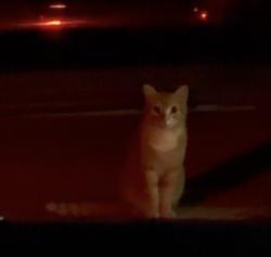 Found/Stray Unknown Cat last seen Dirty Harry dr and enforcer loop , Williamson County, TX 76537