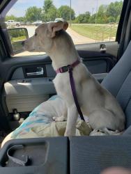 Reunited Female Dog last seen Lancaster rd and Hwy H, Clay County, MO 64068