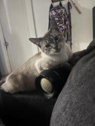 Lost Male Cat last seen A st between Buena Vista & 3rd st, Bakersfield, CA 93304