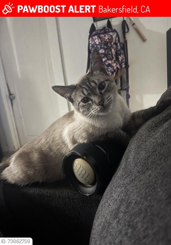 Lost Male Cat last seen A st between Buena Vista & 3rd st, Bakersfield, CA 93304