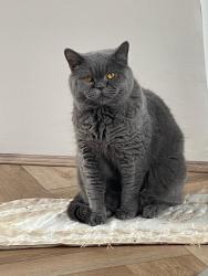 Reunited Male Cat last seen White bank road, Greater Manchester, England OL8 3JJ