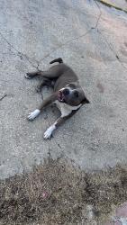 Lost Male Dog last seen Leakey and Bardley, San Antonio, TX 78211