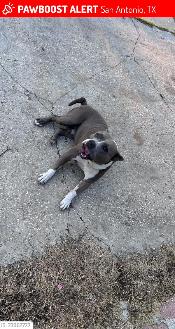 Lost Male Dog last seen Leakey and Bardley, San Antonio, TX 78211
