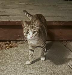 Found/Stray Unknown Cat last seen Avila St, El Cerrito, CA 94530