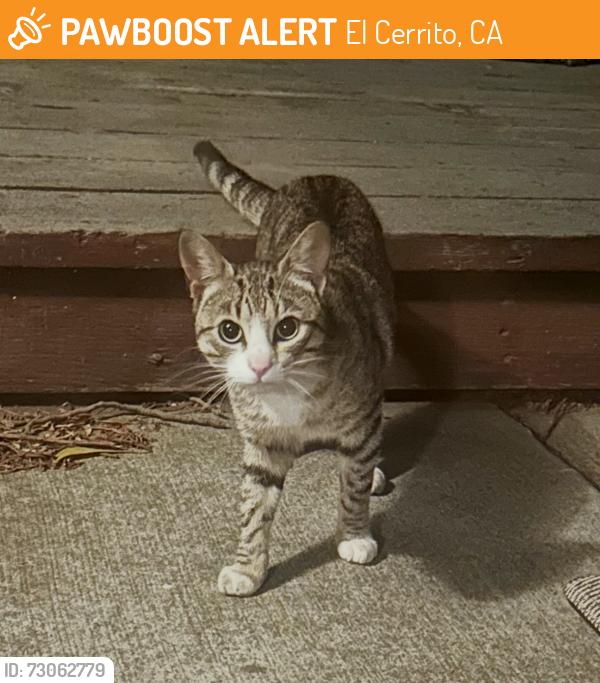 Found/Stray Unknown Cat last seen Avila St, El Cerrito, CA 94530