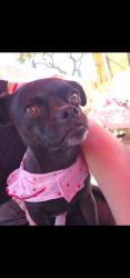 Lost Female Dog last seen Rosecrans and Dwight, Compton, CA 90220