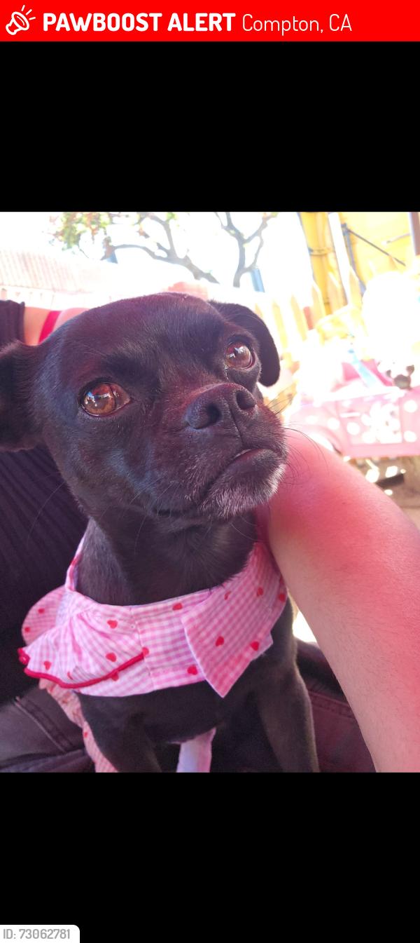 Lost Female Dog last seen Rosecrans and Dwight, Compton, CA 90220