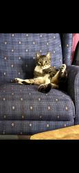 Lost Female Cat last seen Santa teres and cottle, San Jose, CA 95119