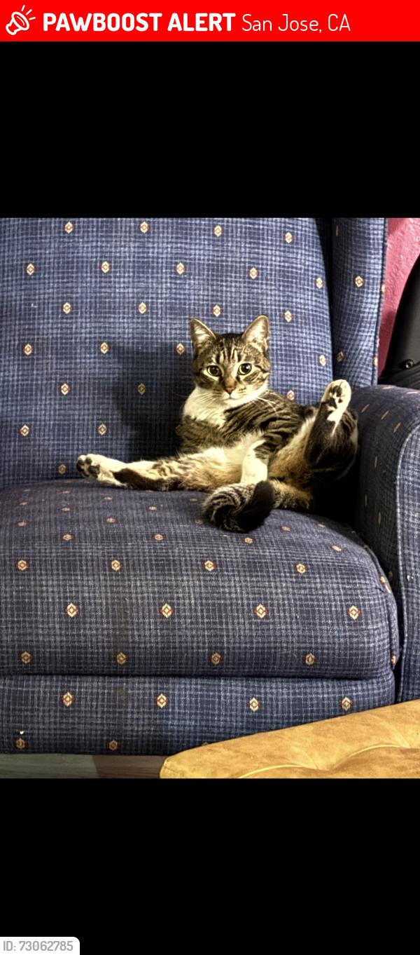 Lost Female Cat last seen Santa teres and cottle, San Jose, CA 95119