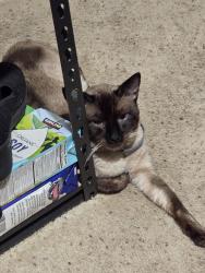 Reunited Male Cat last seen Darigold Way/Foremost Drive in Delaney Park in Oakley, CA, Oakley, CA 94561