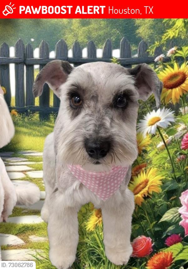 Lost Female Dog last seen Madonal gessner, Houston, TX 77080