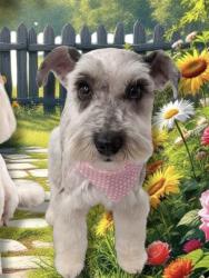 Lost Female Dog last seen Madonal gessner, Houston, TX 77080