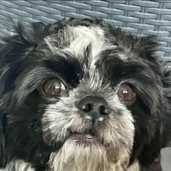 Reunited Male Dog last seen Russell and Stonecreek , Elgin, IL 60124