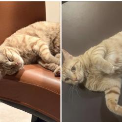Lost Male Cat last seen Via Decano Santa Clarita ca 91355, Santa Clarita, CA 91355
