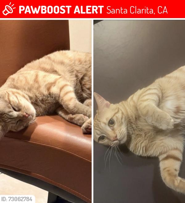 Lost Male Cat last seen Via Decano Santa Clarita ca 91355, Santa Clarita, CA 91355