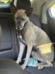 Lost Female Dog last seen Rybolt and Perry st or Kentucky and Perry st, Indianapolis, IN 46241