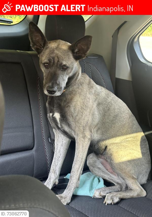 Lost Female Dog last seen Rybolt and Perry st or Kentucky and Perry st, Indianapolis, IN 46241