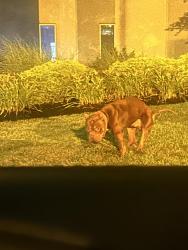 Found/Stray Male Dog last seen Amazon bky4 station, Cincinnati, OH 45204