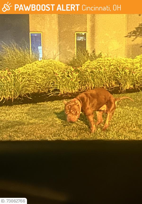 Found/Stray Male Dog last seen Amazon bky4 station, Cincinnati, OH 45204