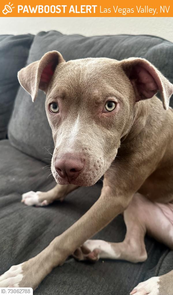Found/Stray Female Dog last seen S Wild Chamomile and Trumpet Lilly, Las Vegas Valley, NV 89183