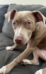 Found/Stray Female Dog last seen S Wild Chamomile and Trumpet Lilly, Las Vegas Valley, NV 89183