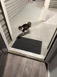 Found/Stray Unknown Cat last seen Millwood ests parking lot, Lynnwood, WA 98036