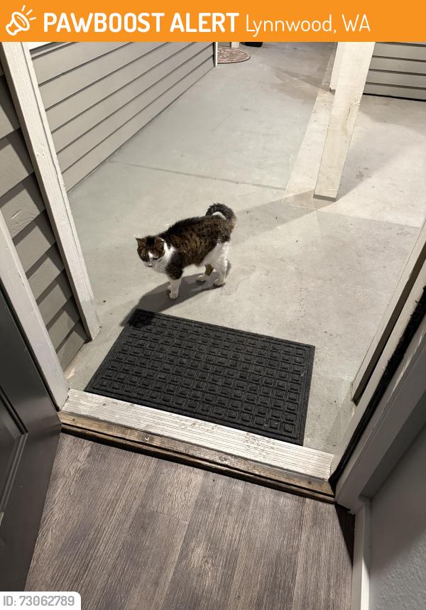 Found/Stray Unknown Cat last seen Millwood ests parking lot, Lynnwood, WA 98036